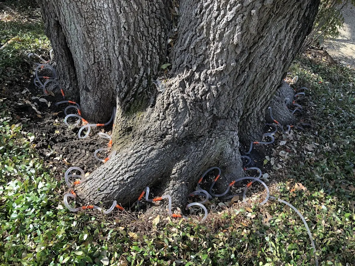 Detailed Shrub and Hedge Trimming job site in Cedar Hill