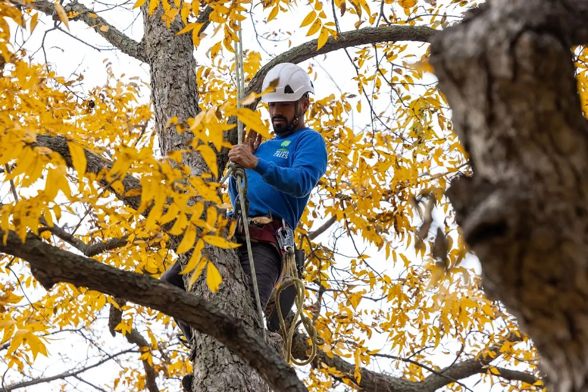 Skilled Tree Planing crew working in Cedar Hill